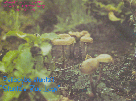 Psilocybe stuntzii2.gif